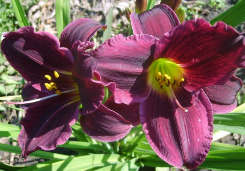 +Hemerocallis (Лилейник) Super Purple