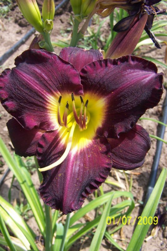 +Hemerocallis (Лилейник) Bela Lugosi