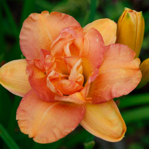 +Hemerocallis (Лилейник) Frances Joiner