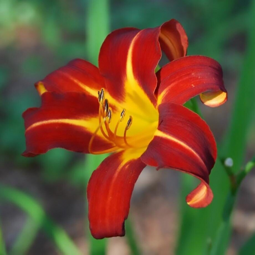 Hemerocallis (Лилейник) Autumn Red