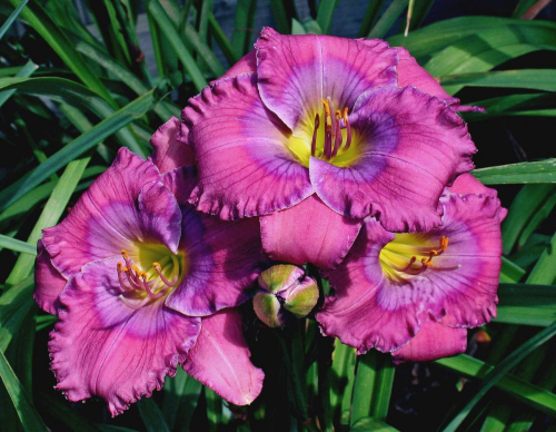 +Hemerocallis (Лилейник) Lavender Blue Baby