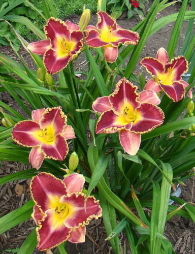 Hemerocallis (Лилейник) Storm Of The Century