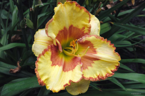 Hemerocallis (Лилейник) Irresistable Charm