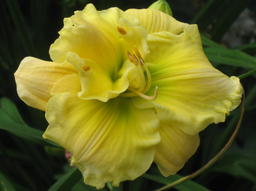 Hemerocallis (Лилейник) Tequila And Lime