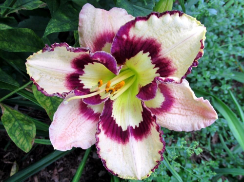 +Hemerocallis (Лилейник) Spacecoast Sea Shells