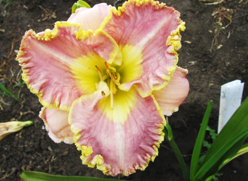 Hemerocallis (Лилейник) Lavender TuTu