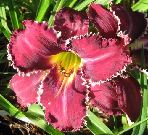 +Hemerocallis (Лилейник) Tooth