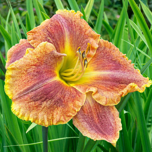 Hemerocallis (Лилейник) Gamma Quadrant