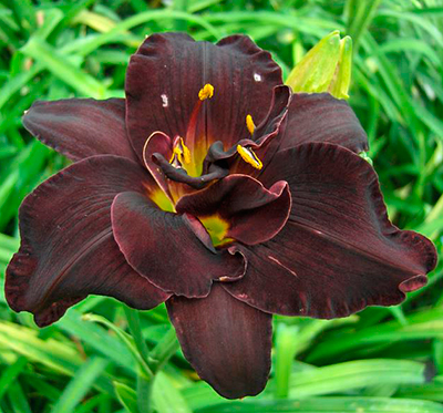 +Hemerocallis (Лилейник) Bogeyman