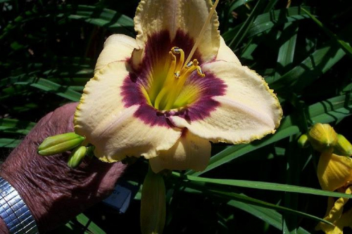 Hemerocallis (Лилейник) Rainbow Candy