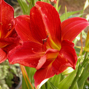 +Hemerocallis (Лилейник) Campfire Embers