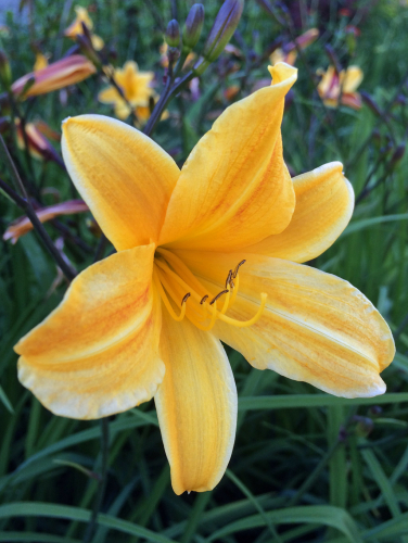 Hemerocallis (Лилейник) Golden Chimes