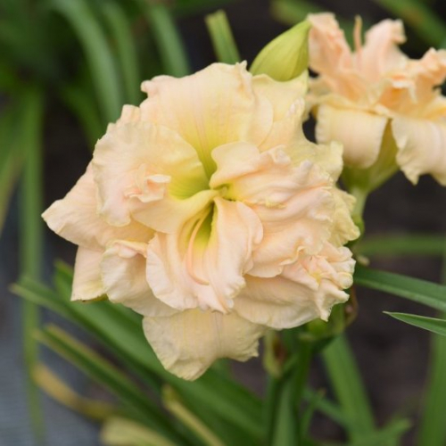 +Hemerocallis (Лилейник) Bowl of Cream