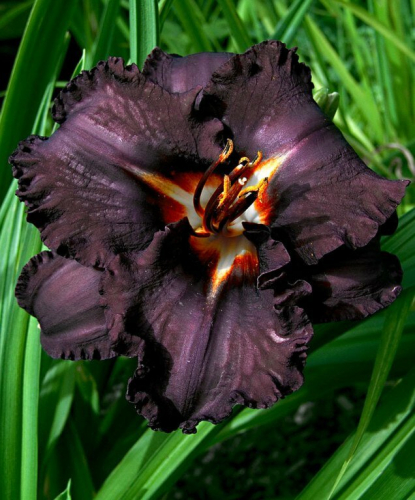 +Hemerocallis (Лилейник) Longfields Black Magic