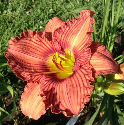 Hemerocallis (Лилейник) Nowhere to Hide