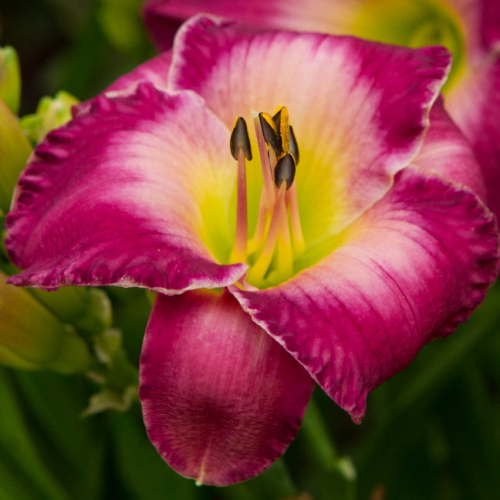 Hemerocallis (Лилейник) Moroccan Sunrise