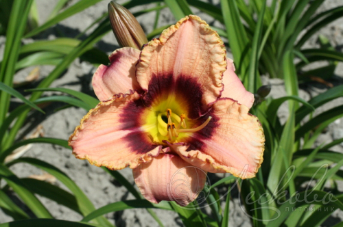 Hemerocallis (Лилейник) Daring Dilemma