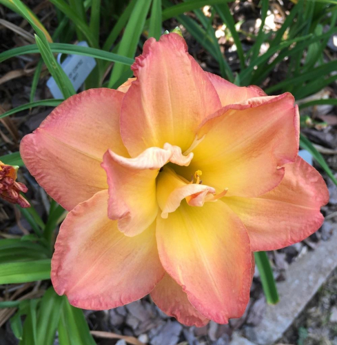 +Hemerocallis (Лилейник) Frances Joiner