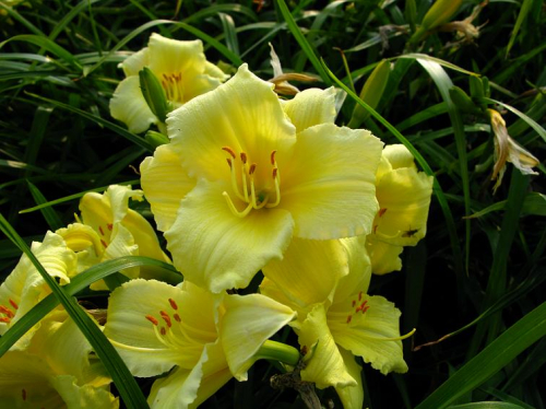 Hemerocallis (Лилейник) Fragrant Reflection