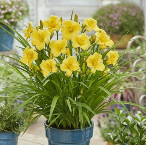 +Hemerocallis (Лилейник) EveryDaylily™ Gold®