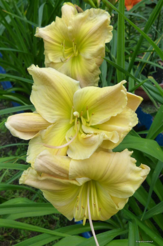 Hemerocallis (Лилейник) Tequila And Lime