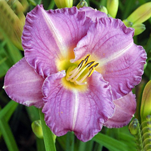 +Hemerocallis (Лилейник) Entrapment