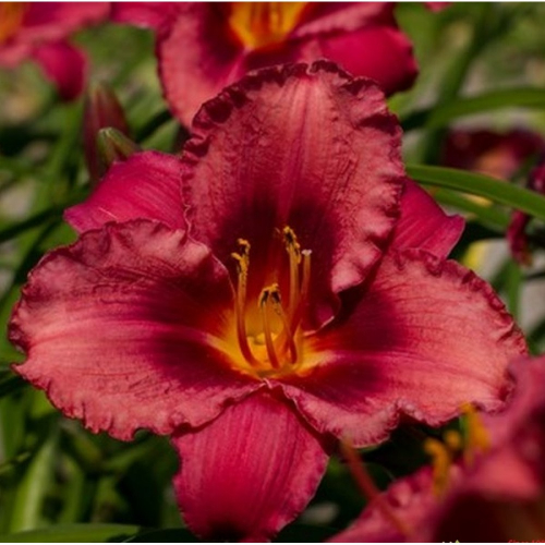 +Hemerocallis (Лилейник) Jazz Dance