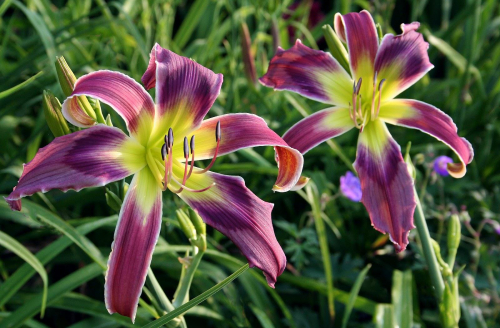 Hemerocallis (Лилейник) Exotic Spider