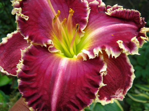 +Hemerocallis (Лилейник) Snaggle Tooth