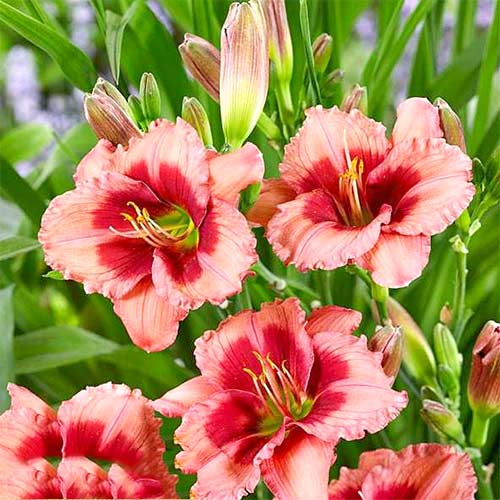 +Hemerocallis (Лилейник) Dress Pink