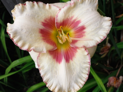 Hemerocallis (Лилейник) Kiss Me Softly