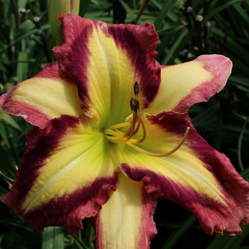 +Hemerocallis (Лилейник) Applique