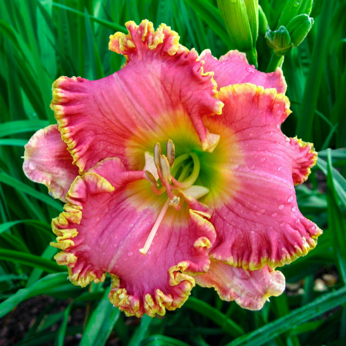 +Hemerocallis (Лилейник) Diva's Choice