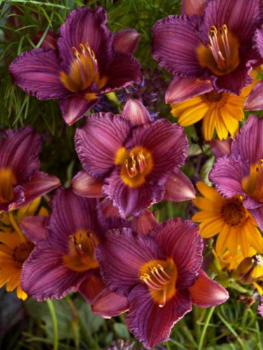 +Hemerocallis (Лилейник) Purple de Oro