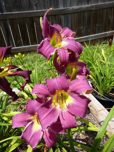 Hemerocallis (Лилейник) Breath of Blue Air