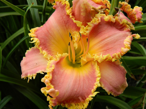 Hemerocallis (Лилейник) Heavenly Pink Fang