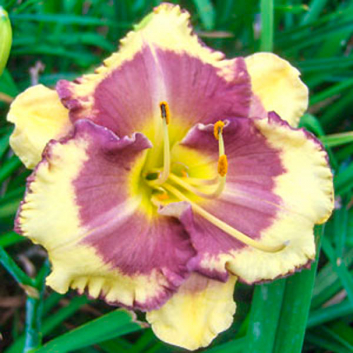 Hemerocallis (Лилейник) Blueberry Cream