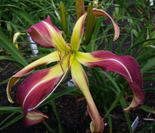 Hemerocallis (Лилейник) Heavenly Mr Twister