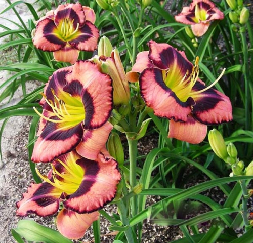 +Hemerocallis (Лилейник) Big City Eye