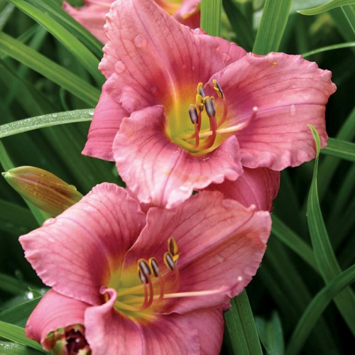 Hemerocallis (Лилейник) Rosy Returns