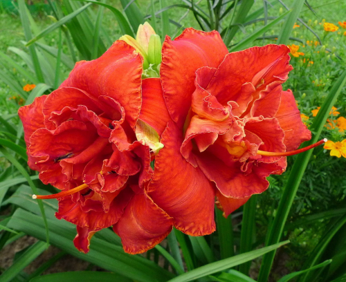 Hemerocallis 'Moses Fire'