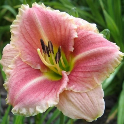 +Hemerocallis (Лилейник) Little Anna Rosa