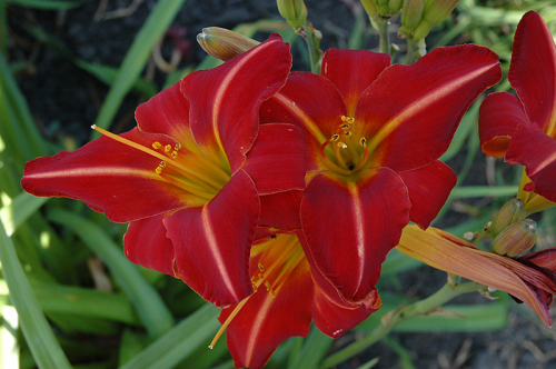 Hemerocallis (Лилейник) Chicago Fire