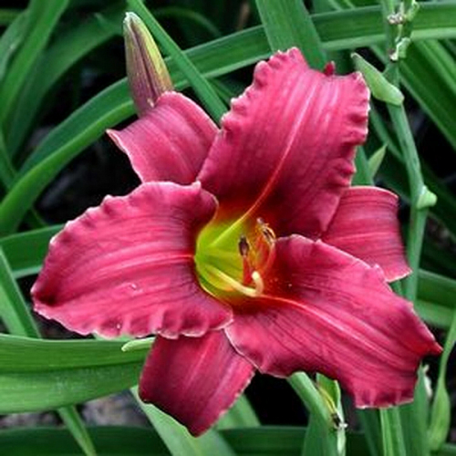 Hemerocallis (Лилейник) Eenie Fanfare