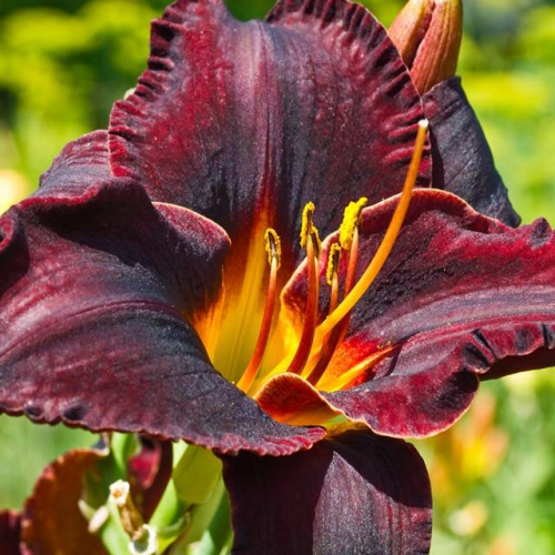 +Hemerocallis (Лилейник) Super Purple