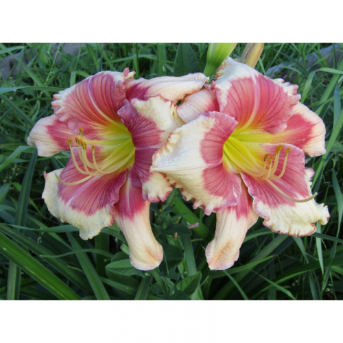 Hemerocallis (Лилейник) Hello Screamer