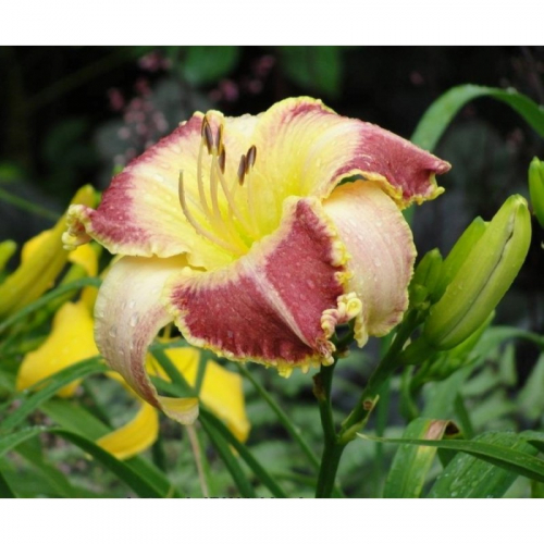 Hemerocallis (Лилейник) Lotus Position