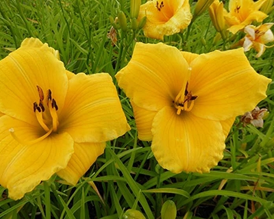 +Hemerocallis (Лилейник) Bakabana