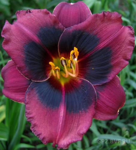 +Hemerocallis (Лилейник) Midnight Dynamite