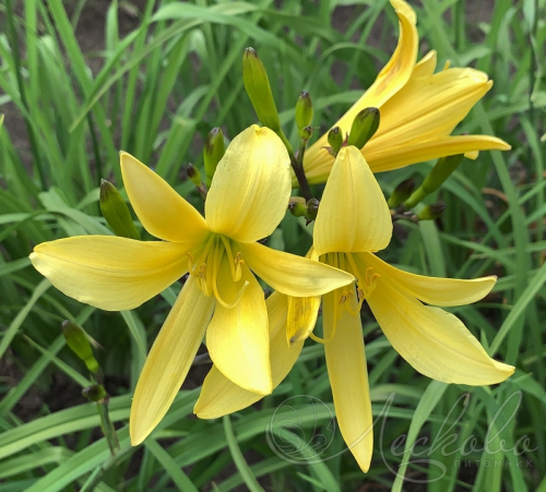 +Hemerocallis (Лилейник) Citrina